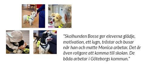 Skolhund