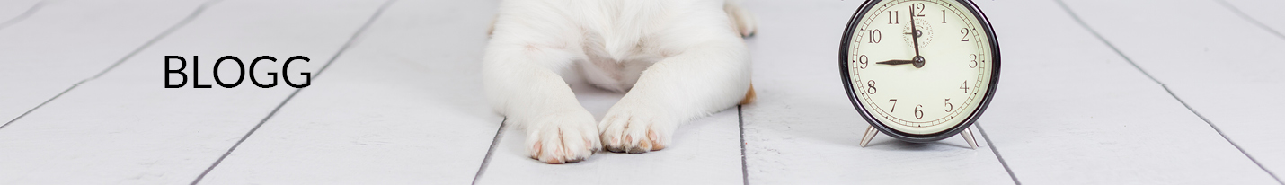 Grattis göteborg, i hjällboskolan finns nu en utbildad skolhund